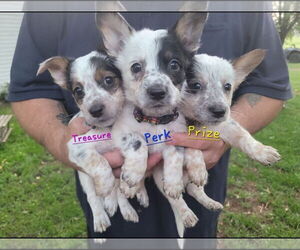 Mutt Dogs for adoption in New London, WI, USA