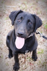 Labrador Retriever Dogs for adoption in Towson, MD, USA