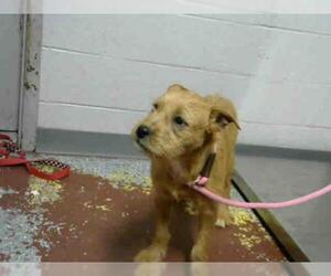 Bedlington Terrier Dogs for adoption in Atlanta, GA, USA