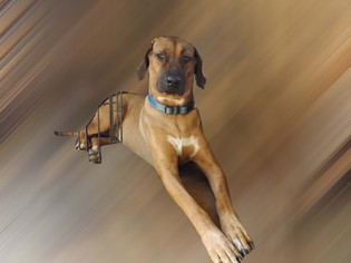 Rhodesian Ridgeback Dogs for adoption in Dunnellon, FL, USA
