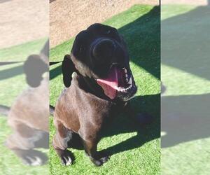 Mutt Dogs for adoption in HESPERIA, CA, USA