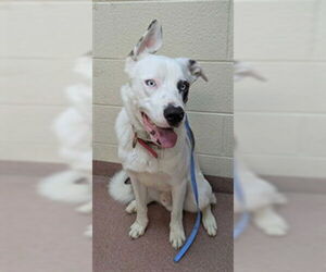Mutt Dogs for adoption in Ogden, UT, USA