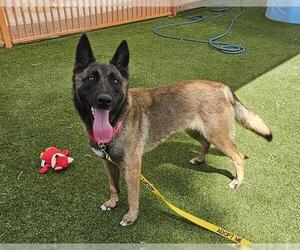 Mutt Dogs for adoption in Las Vegas, NV, USA