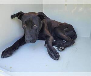 American Pit Bull Terrier-Labrador Retriever Mix Dogs for adoption in Houston, TX, USA