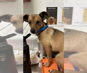 Chihuahua Dogs for adoption in Bakersfield, CA, USA