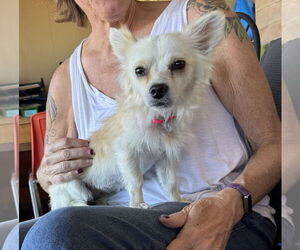 Chihuahua-Unknown Mix Dogs for adoption in Williamsburg, NM, USA
