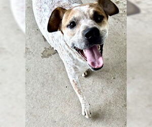 Mutt Dogs for adoption in Pampa, TX, USA