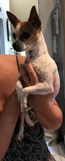 Rat-Cha Dogs for adoption in Ruma, IL, USA