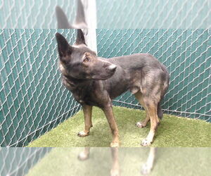 Mutt Dogs for adoption in Downey, CA, USA