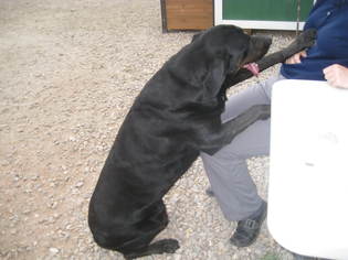 Medium Photo #1 Labrador Retriever Puppy For Sale in Mills, WY, USA