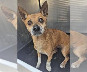 Chihuahua-Unknown Mix Dogs for adoption in San Antonio, TX, USA