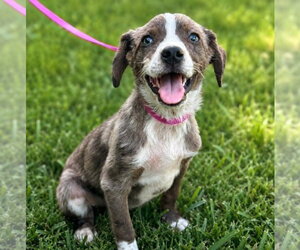 Catahoula Leopard Dog-Unknown Mix Dogs for adoption in Salt Lake City, UT, USA