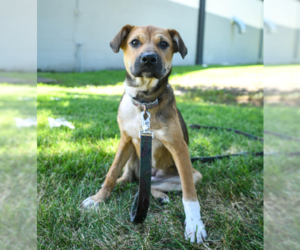 Beagle-Unknown Mix Dogs for adoption in Brooklyn Center, MN, USA
