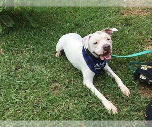 American Pit Bull Terrier Dogs for adoption in WEST PALM BEACH, FL, USA