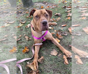 American Staffordshire Terrier Dogs for adoption in Lawrenceville, NJ, USA