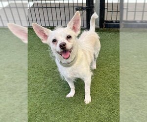 Cairn Terrier-Unknown Mix Dogs for adoption in Sacramento, CA, USA