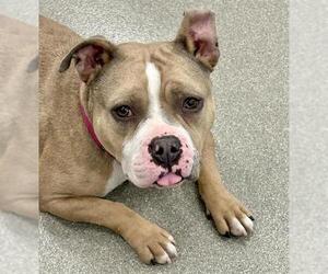 American Pit Bull Terrier-Unknown Mix Dogs for adoption in Las Vegas, NV, USA