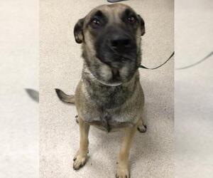 Mutt Dogs for adoption in Riverside, CA, USA