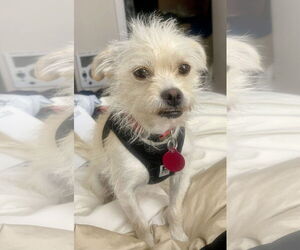 Pomeranian-Unknown Mix Dogs for adoption in Bellevue, WA, USA