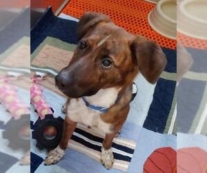 Plott Hound Dogs for adoption in Bemidji, MN, USA