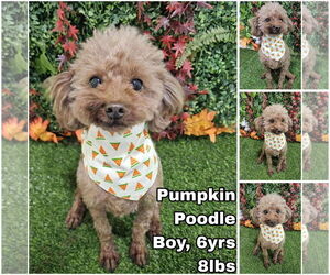 Poodle (Miniature) Dogs for adoption in Seattle, WA, USA