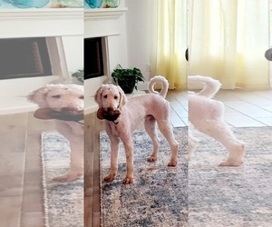 Poodle (Standard)-Unknown Mix Dogs for adoption in Dallas, TX, USA