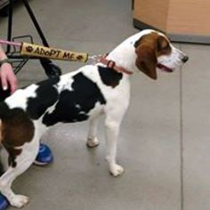 Treeing Walker Coonhound Dogs for adoption in White Bluff, TN, USA