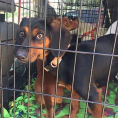 Chiweenie Dogs for adoption in Cincinnati, OH, USA