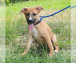 Labrador Retriever-Unknown Mix Dogs for adoption in Wetumpka, AL, USA