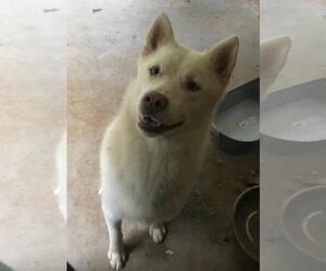 Siberian Husky Dogs for adoption in Fayetteville, GA, USA
