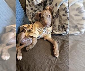 Mutt Dogs for adoption in Louisville, KY, USA