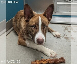 Basenji-Unknown Mix Dogs for adoption in Oklahoma City, OK, USA