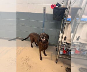 Bloodhound-Unknown Mix Dogs for adoption in Tallahassee, FL, USA