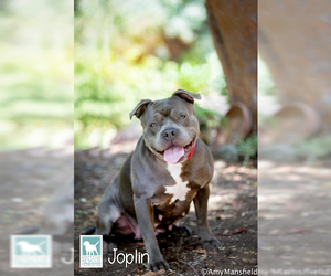 American Pit Bull Terrier-Bulldog Mix Dogs for adoption in Carlsbad, CA, USA