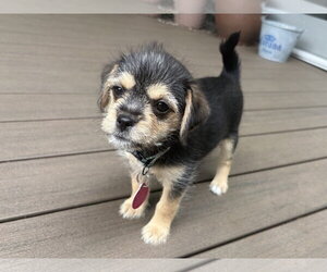 Chihuahua-Unknown Mix Dogs for adoption in Bellevue, WA, USA