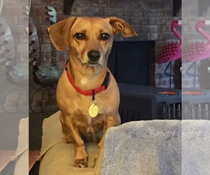 Medium Photo #1 Chiweenie Puppy For Sale in Denton, TX, USA