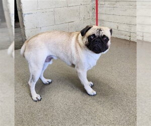 Pug Dogs for adoption in San Bernardino, CA, USA