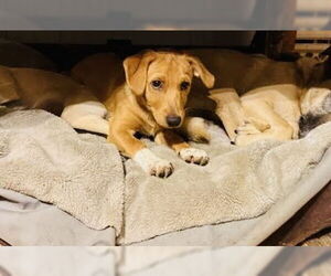 Dachshund-Unknown Mix Dogs for adoption in Princeton, MN, USA