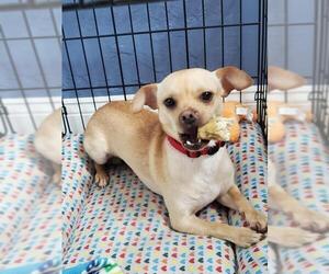 Chihuahua Dogs for adoption in Rochester, NY, USA