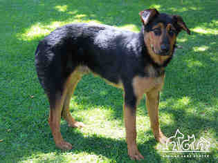 Shepweiller Dogs for adoption in Irvine, CA, USA