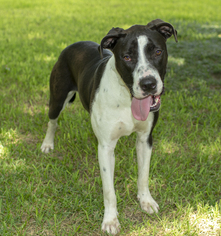 Great Dane-Labrador Retriever Mix Dogs for adoption in Santa Fe, TX, USA