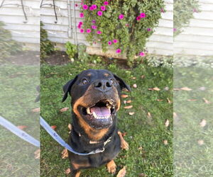 Rottweiler Dogs for adoption in Hillsboro, NH, USA