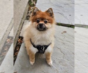 Pomeranian Dogs for adoption in Lebanon, PA, USA