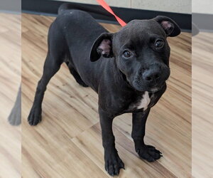 Mutt Dogs for adoption in Rowlett, TX, USA