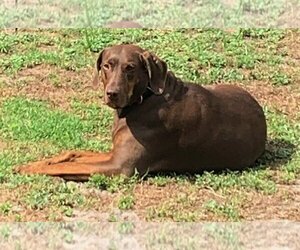 Small Doberman Pinscher