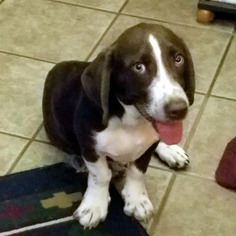 Basset Hound-German Shorthaired Pointer Mix Dogs for adoption in Pennsville, NJ, USA