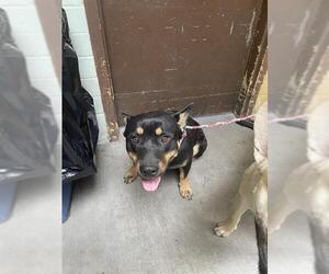 Australian Kelpie-Cardigan Welsh Corgi Mix Dogs for adoption in Stockton, CA, USA