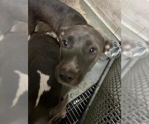 American Pit Bull Terrier Dogs for adoption in Stockton, CA, USA