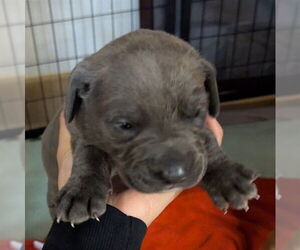 Mastiff Dogs for adoption in Riverside, CA, USA