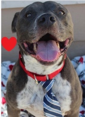 American Staffordshire Terrier Dogs for adoption in Alta Loma, CA, USA